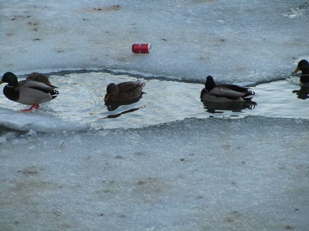 Finnish ducks like beer